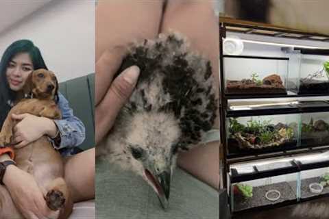 A day in my life with 100+ exotic pets