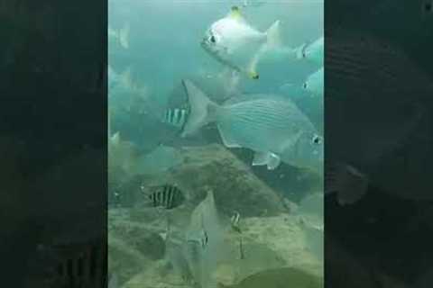 Scuba diving Gold Coast - 🇦🇺