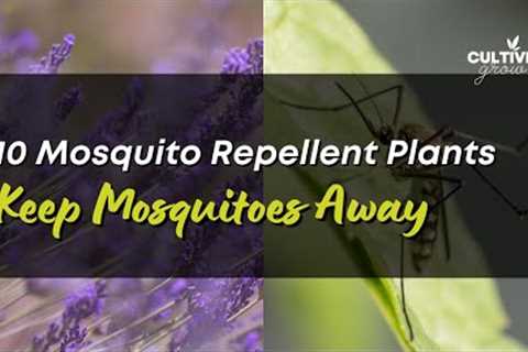 10 Popular Mosquito Repellent Plants - Keep Mosquitoes Away!