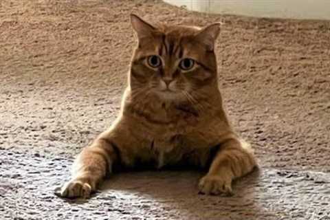 Funny animals - Funny cats / dogs - Funny animal videos / Best videos of February 2023