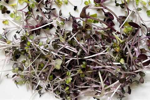 Gardyn Microgreens Growing Kit Review