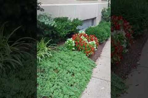 Landscape Design ideas - flower garden