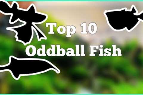 Top 10 Oddball Fish for your Aquarium (most amazing top 10)