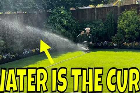 HELP! My Lawn is GOING BLACK /Most people don't know how to FIX this