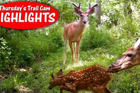 Fawn's Playground, Fly Infestation, Velvet Buck and Turkey: Thursday's Trail Cam Highlights: 6.15.23