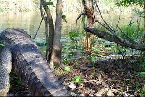 ASSORTED ANIMALS ON TRAIL CAMERAS #1