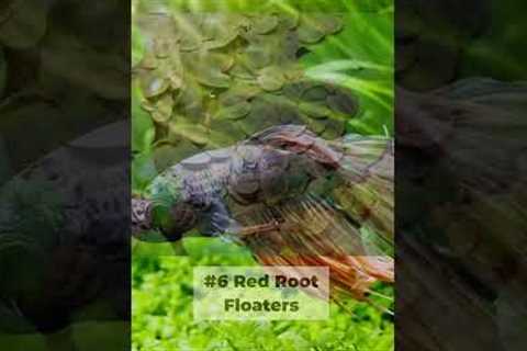 Top 10 Aquarium Plants for Betta Fish Tanks #shorts
