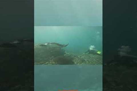Best Scuba Diving in Bali - Nusa Penida #bali #travel #nusapenidabali #mantarays #scubadiving