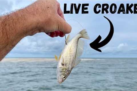 Using LIVE CROAKERS To Catch Hammer Beach Fish!! *Catch, Clean, &amp; Cook*