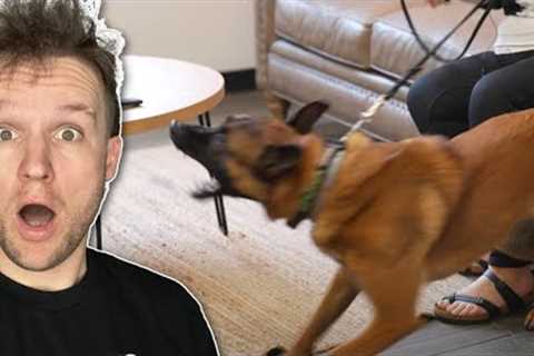 THIS is why dogs BITE people.(AGGRESSIVE Dog Training)