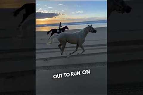 Their horse ran with them on the beach by himself 👏