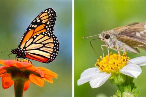 Butterfly vs. Moth - Which is the better pollinator?