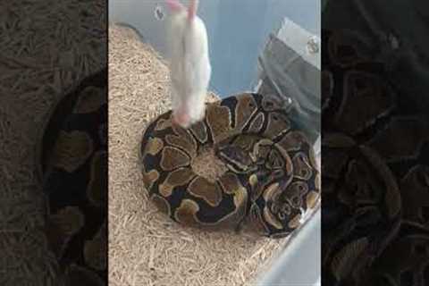 feeding my ball python