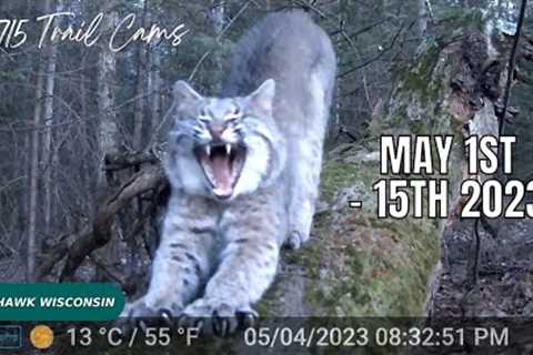 May 1st-15th 2023 Tomahawk Wisconsin Trail Camera Highlights