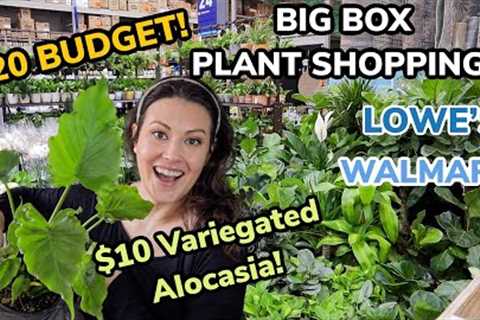 $10 Variegated Alocasia At Lowe's! $20 Budget Big Box Plant Shopping - Walmart &amp; Lowe's Plant..