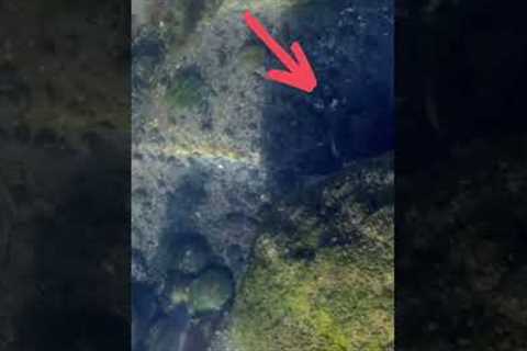 What an underwater refusal looks like