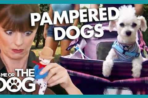 Victoria Shocked by Owners BABYING Their Dogs | It's Me or The Dog