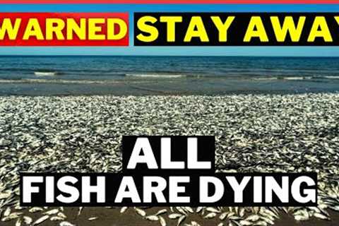 WARNING Millions of fish Dying | Prepping For SHTF news