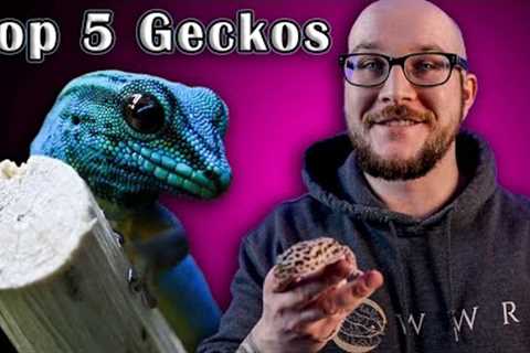 Top 5 BEST Pet Geckos!