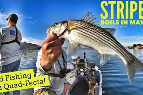 Striper Boils in May?!?  Bed Fishing &amp; a Quad-Fecta!-Castaic Lake