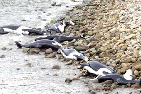 Hundreds Of Orca's Have Just Been Seen Acting Strange And Swimming Towards Land