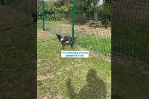 Stop Doing This With Nervous Dog #dog #training #advice #viral #shorts