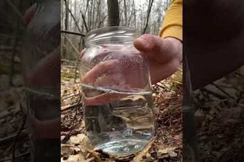 Bushcraft skills, in the wild forest #survival #forest #bushcraft #outdoors #shorts