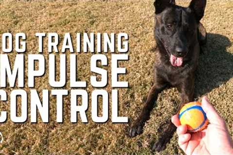 Dog Training for Impulse Control