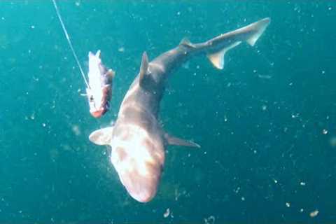 Underwater Fishing Footage - Spydro &amp; Gofish Cameras - Sea Fishing Uk - Jersey Channel Islands