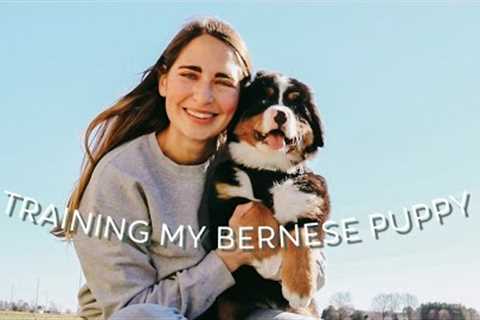 Training My Bernese Mountain Dog Puppy!