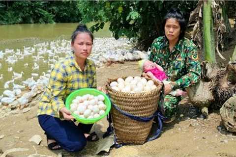 Harvesting Duck Eggs Bringing To Market, Daily Life