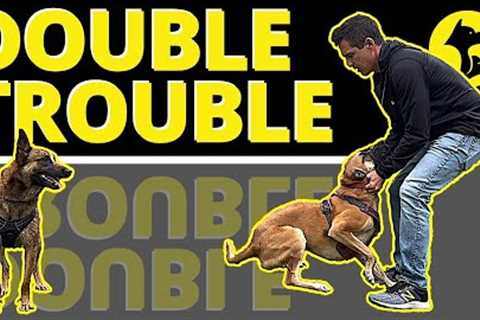2 Reckless, Nutty Dogs in 1 House...Coincidence? See the Problem and Learn the solution.