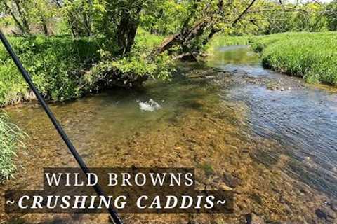 The Brown Trout were CRUSHING caddis - A week of truck camping and fly fishing the driftless!