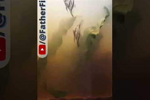 Dangers of dumping Sand into Fish Tanks without rinsing first! - Best tips for Good Fish Keeping #2