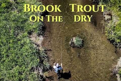 Brook Trout on the Dry : Central, NY - Fly Fishing