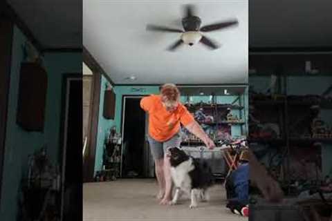 Mini training session with 11.5 year old Australian shepherd.