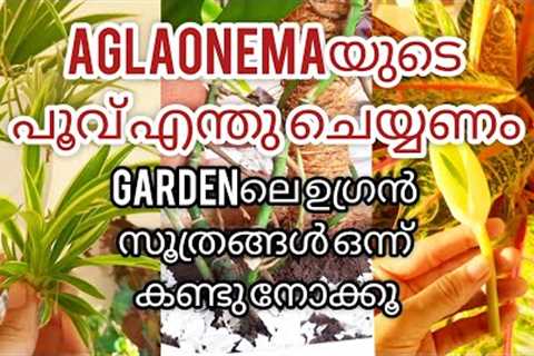5 useful gardening tips in malayalam  | Gardening hacks
