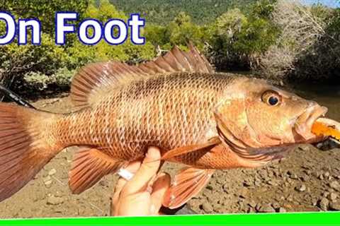 I carried my whole boat 3.7km to catch the best Fish on foot! Epic Catch &amp; Cook - EP.586