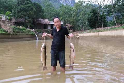 Break down the wall between 2 fish ponds and Duong catches HUGE fish after 5 years of farming