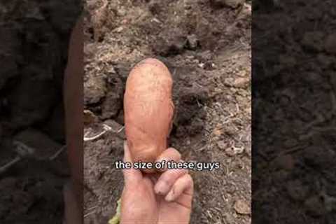 I grew a stupid amount of potatoes...