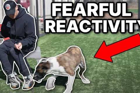 Fearful rescue dog with a bite history desperately needs training! How to train a fearful dog.