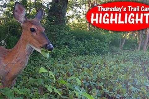 Creek Dries, Fish Swallowed Whole, Fawn, Buck Splash in Water: Thursday Trail Cam Highlights 6.22.23