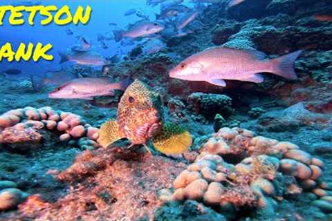 Scuba Diving Stetson Bank - May, 2023