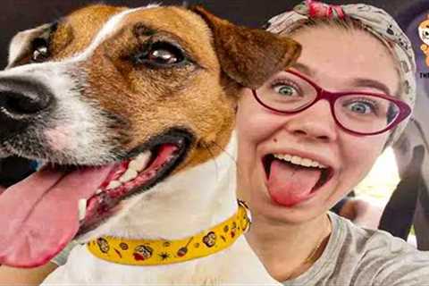 When your dog is like your sibling 🤣 Funny Dog and Human #Q6