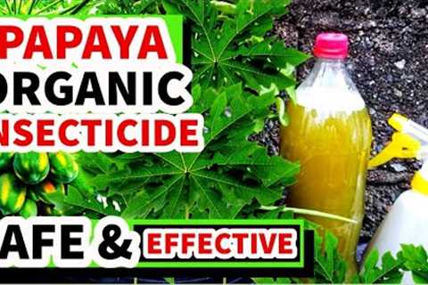 PAANO GUMAWA NG PAPAYA PESTICIDE SPRAY | ORGANIC PESTICIDE FROM PAPAYA LEAVES