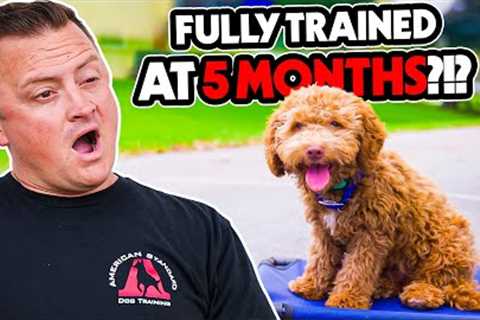 Puppy Perfection: How This 5 Month Old Became the Ideal Canine Companion