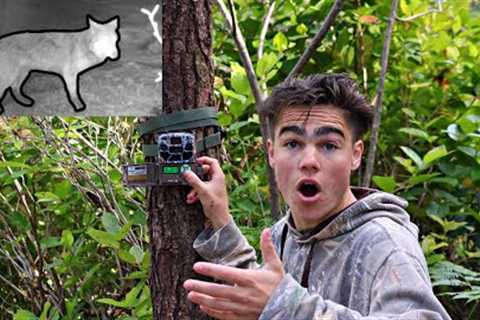 What LIVES in my BACKYARD? | Trail Cam Videos