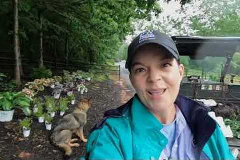 Planting Beautiful Shade Perennials in the Pouring Down Rain | Gardening with Creekside