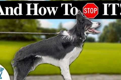 3 Reasons Your Dog STILL Pulls On Leash!