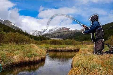 Fly Fishing Small Creek For Trout (4 Species Caught!)
